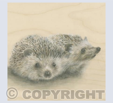 Hoglets