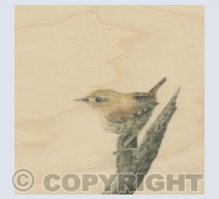Wren