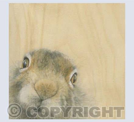 Mountain Hare - 2