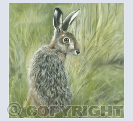 Brown Hare Oil on Board