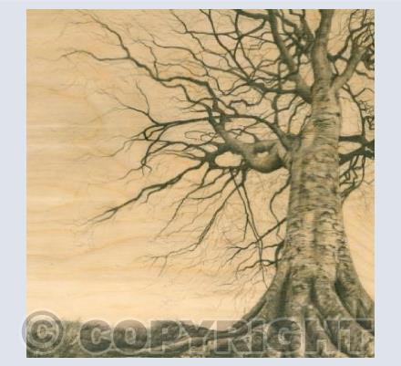 Avebury Beech