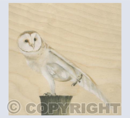 Owl Yoga