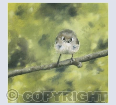 Kinglet