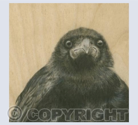 Crow Portrait