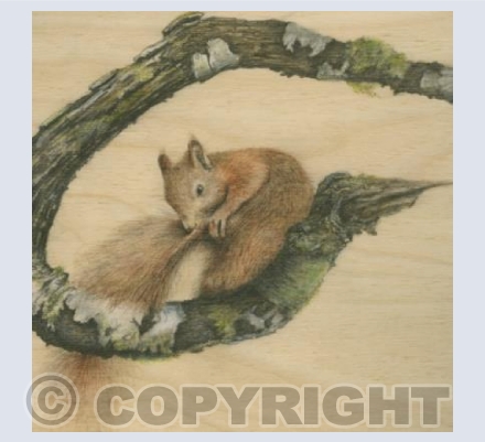 Red Squirrel Grooming Tail