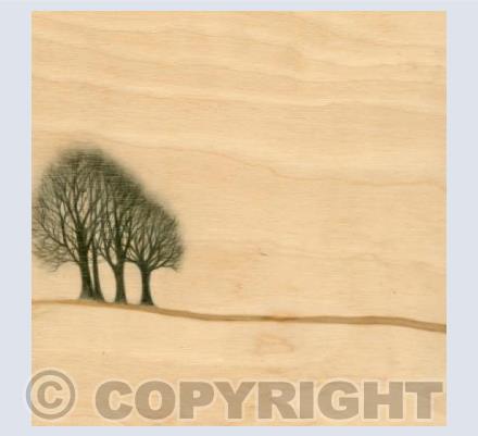 Beech Trees