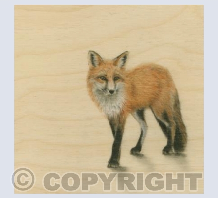 Red Fox