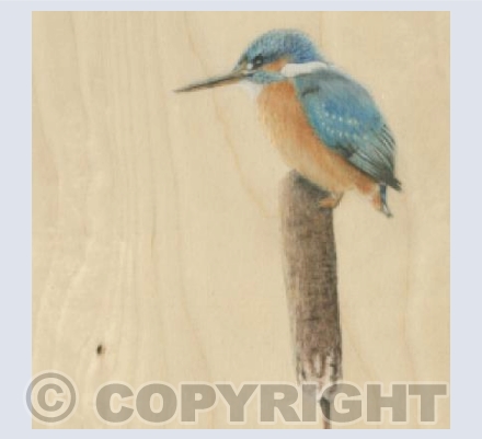 Kingfisher