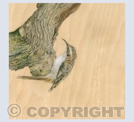 Treecreeper