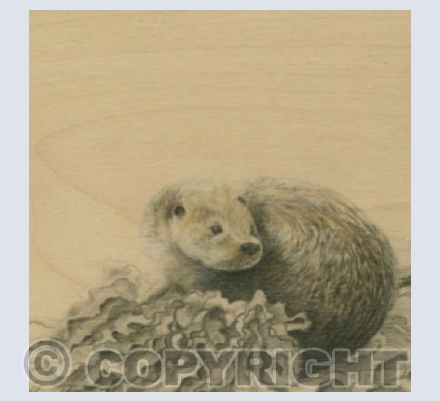 Otter 1