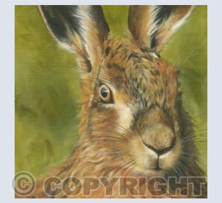 Harris Hare