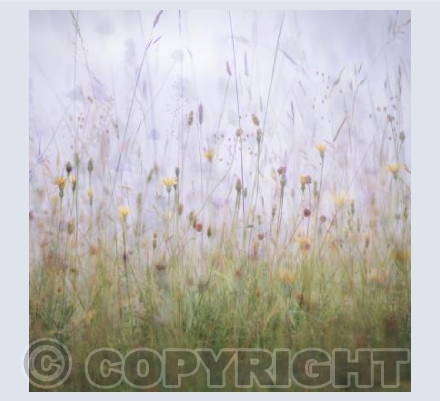 Dorset Downs V