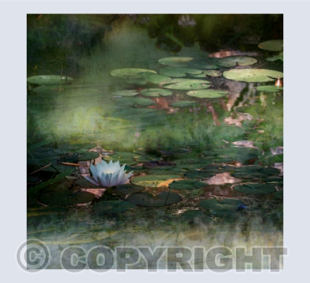 Water Lily II