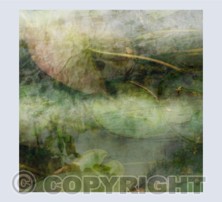 Water Lily III