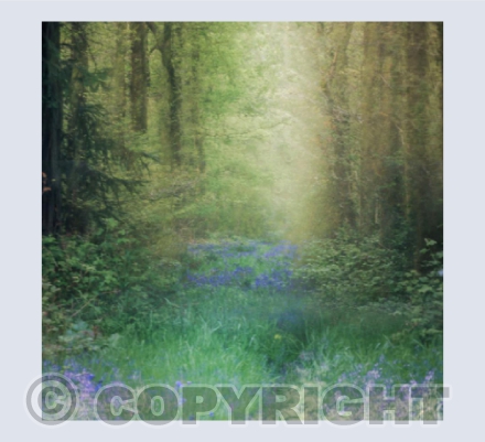 Bluebell Wood II