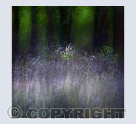 Bluebell Wood card