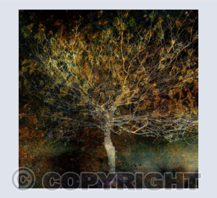 Gold Oak card