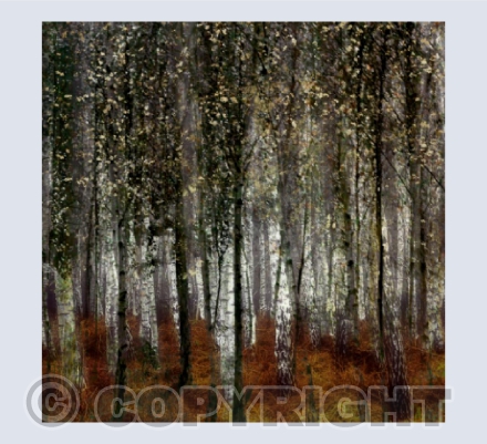 Birch Wood II