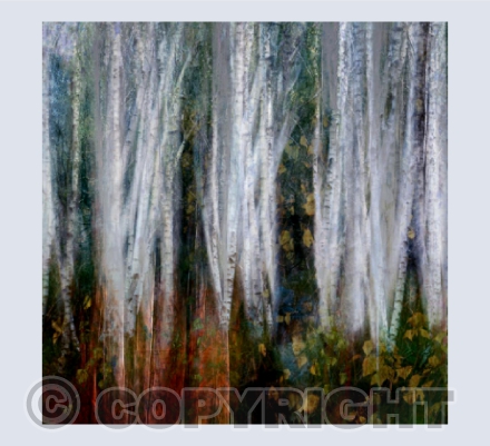 Birch Wood card