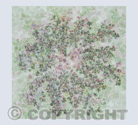 Wild Carrot II