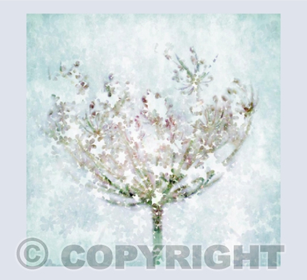 Wild Carrot card