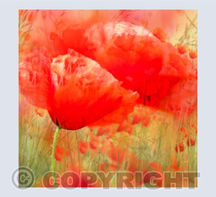 Poppies