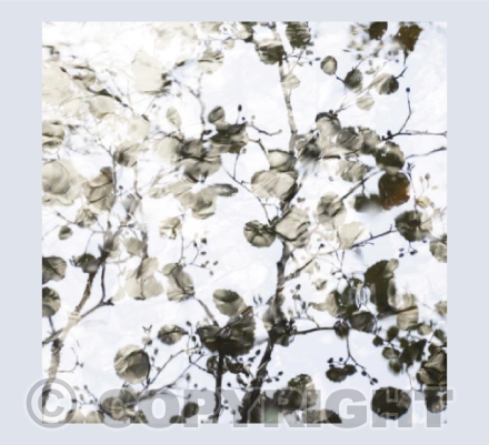 Alder Reflections