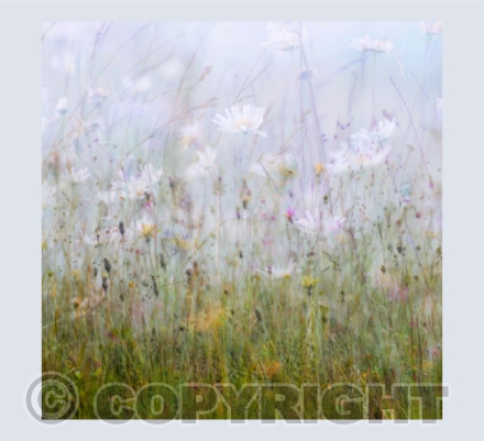 Daisies card