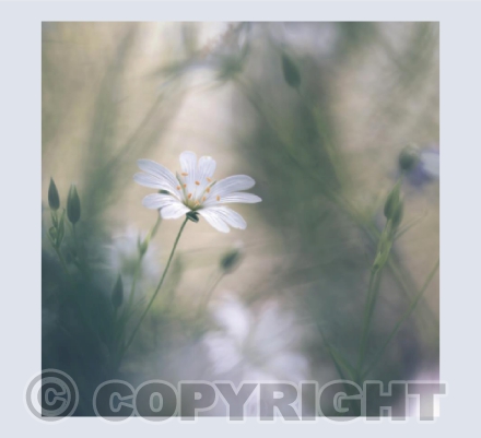 Greater Stitchwort card