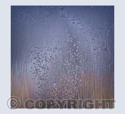 Starling Murmuration