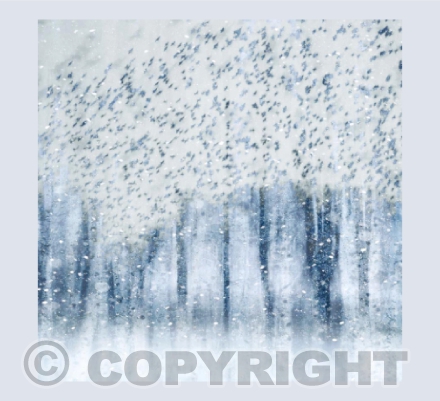 Snow Birds