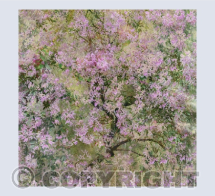 Rhododendron
