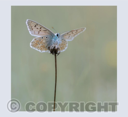 Chalkhill Blue Butterfly