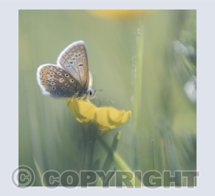 Common Blue Butterfly