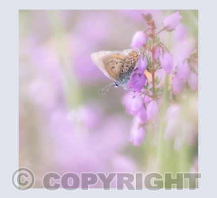 Silver Studded Blue Butterfly