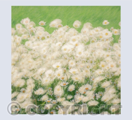 Dancing Daisies