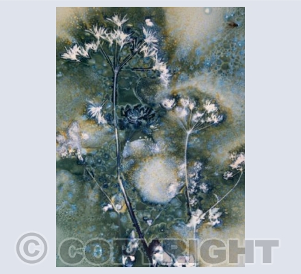 Cow Parsley