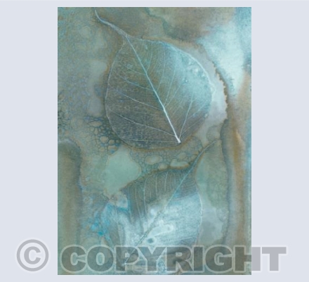 Bodhi leaves