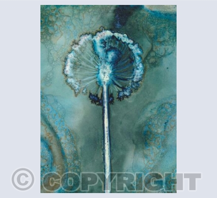 Allium