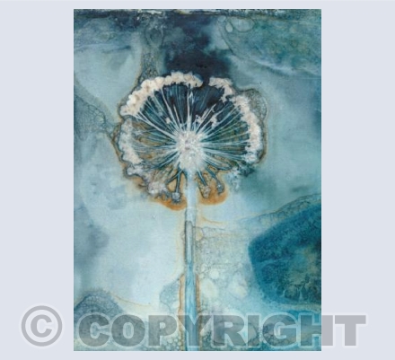 Allium II