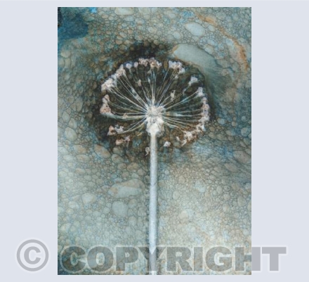 Allium III