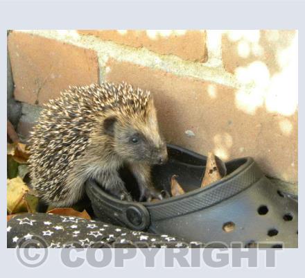 hedgehog