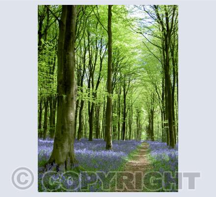 Bluebells