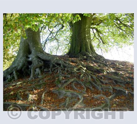 Trees