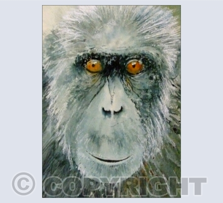 Primates