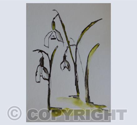 Snowdrops
