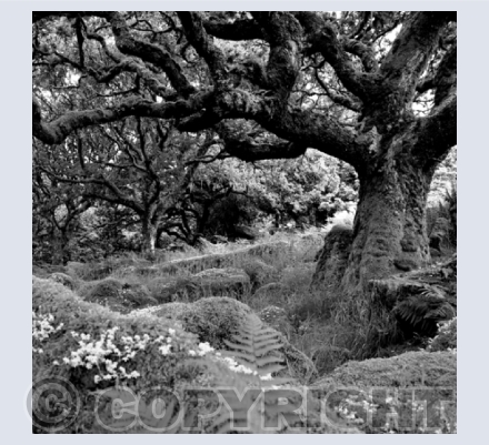 Dartmoor