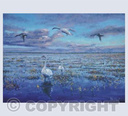 Natural history and animals