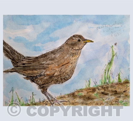Birdsong 
