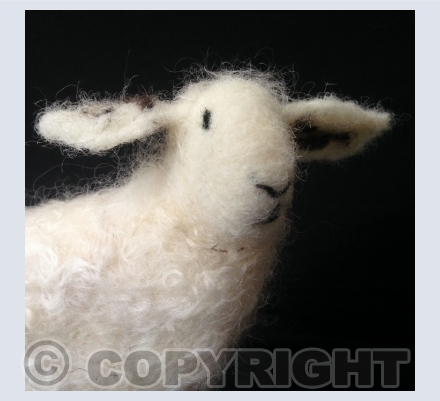 Sheep!